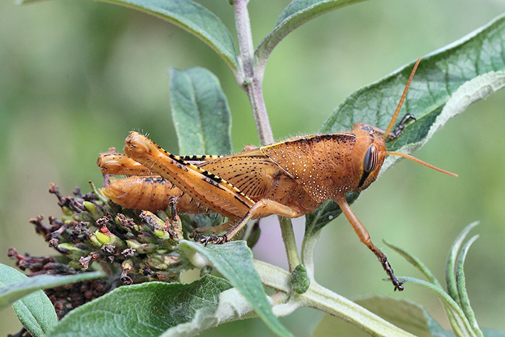 Anacridium aegyptium?